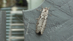 Oecophoridae Moth
