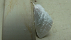 Erebid Moth
