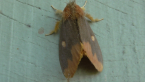 Lymantriid Moth