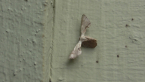 Epiplemiine Moth