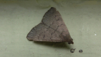 Erebid Moth