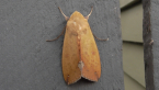 Fruit-piercing moth