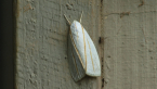 Xyoryctidae Moth