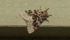 Luna Gypsy Moth