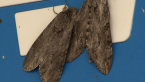 Convolvulus Hawk Moth
