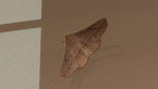 Geometrid Moth