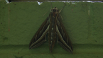 Vine Hawk Moth