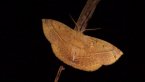 Common Anthelid Moth