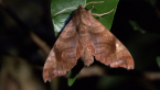 Sphingidae Moth.
