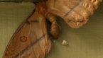 Emperor Moth