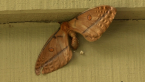 Emperor Moth
