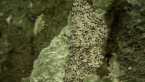 Geometrid Moth