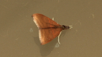 Tree Lucerne Moth