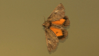 Geometrid Moth