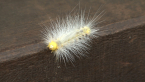 Tussock Moth Caterpillar