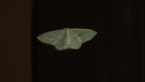 Geometrid Moth
