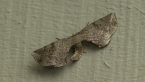 Grey Twisted-moth