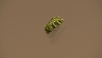 Noctuidae Moth