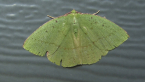Geometrid Moth