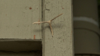 Dowdy Plume Moth