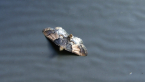 Painted Meal Moth