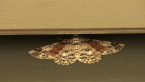 Cleora Looper Moth