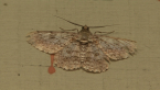 Cleora Moth