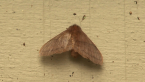 Eupterotidae Moth