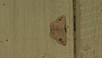 Geometrid Moth