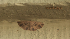 Geometrid Moth