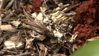 Saunders Case Moth Caterpillar