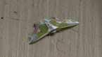 Geometridae Moth