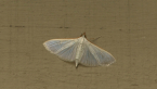 Pyralid Moth
