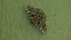 Geometrid Moth