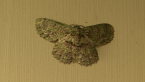 Green Looper Moth