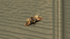 Painted Meal Moth