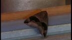 Noctuid Moth