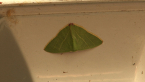 Geometrid Moth