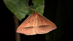 Golden-winged Epidesmia