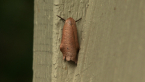 Xyloryctid Moth