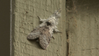 Perfect Tussock Moth