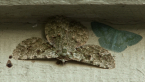 Geometrid Moths