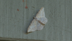 Geometrid Moth