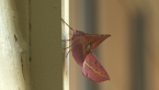 Pink-bellied Moth