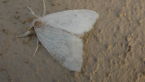 White Tussock Moth