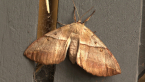 White-stemmed Acacia Moth