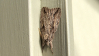 Notodontid Moth