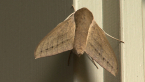 Pale Brown Hawk Moth
