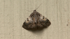 Geometrid Moth