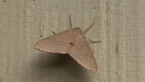 Pink Arhodia